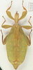 CollectionObject 2320826; 422fc3b5-433e-444f-8db9-2e6f7f526f47: copyright IMQC, photo by René Limoges. female, dorsal view (holotype). (CollectionObject).