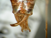 Lunidia viridis Hemp, 2010: male, abdomen tip, dorsal view. (Otu).
