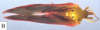 Habitus, dorsal view on Cobacella palmensis Bahder & Bartlett, 2023: (Observation).