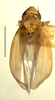 Habitus, dorsal view on Erythridula ilicis (Ross, 1953): Habitus (holotype, INHS collection). (Observation).