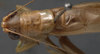 CollectionObject 1505663; b913872e-aee1-4fd2-9bf5-72d29d2ae84e: male pronotum dorsal (syntype of Xiphidium nitidum). (CollectionObject).