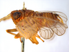 Habitus, lateral view: (Observation).