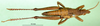CollectionObject 1501810; f5dfd11c-5e33-47e6-b6ac-32564bc3e25b: male, dorsal view (paratype of Chirindites marshalli). (CollectionObject).
