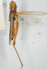 CollectionObject 1581309; c58ee664-0fde-4cda-b5db-2423f016bf9e, NHMUK10924579: female, dorsal view. (CollectionObject).