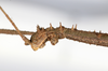 CollectionObject 1557776; db09e5e6-a031-42c2-8b75-5c488b61d0ea: copyright NMW. male: head, lateral view (syntype). (CollectionObject).;CollectionObject 1557777; 022a4bd5-75b3-4878-9016-fc44d8d98d1b: copyright NMW. male: head, lateral view (syntype). (CollectionObject).