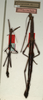 CollectionObject 1557631; NMW 644, ea3cf36b-9103-46d0-aad2-fc5629655c9a: copyright NMW, Vienna. male and female (syntypes). (CollectionObject).