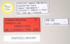 CollectionObject 1563638; 9f284ec7-ccac-4220-bede-420490ac9d70: copyright Natural History Museum, London. female, data labels (paratype). (CollectionObject).;CollectionObject 1563639; 216175cd-99bb-41d3-9189-391bfdcf5464: copyright Natural History Museum, London. female, data labels (paratype). (CollectionObject).