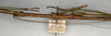 CollectionObject 1559958; NMW 477, d4e25211-8156-469f-99c2-dd64db514794: copyright NMW, Vienna. male: head and thorax, lateral view (syntype). (CollectionObject).
