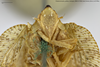 Head: !! display not done !! on Phalaenomorpha palliata Gerstaecker, 1895 now Phalaenomorpha corticina (Burmeister, 1835): (Observation).