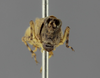 CollectionObject 1523086; 15f60377-b950-4bf7-b0be-f1e4e04a4db4: female, frontal view (holotype). (CollectionObject).