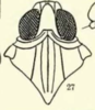 Habitus, dorsal view on Cyclopoliarus biperforatus (Fennah, 1945): (Observation).