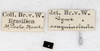 CollectionObject 1557389; NMW 655, 2df601a1-cf90-41e3-94bd-e76f4ea09ddf: copyright NMW, Vienna. male, data labels (paralectotype). (CollectionObject).