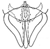 Subgenital plate: genital capsule, ventrally. (Observation).