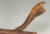 CollectionObject 1558320; 2ff244ae-5c13-4803-b88f-366c37c71218: copyright NMW, Vienna. female: end of abdomen, lateral view (syntype). (CollectionObject).;CollectionObject 1558321; b6802191-713c-4cd5-bc7e-5e3965806a14: copyright NMW, Vienna. female: end of abdomen, lateral view (syntype). (CollectionObject).