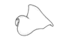 Ronderosia gracilis (Bruner, 1911): Fig. 6T. epiphallus, lateral view. (Otu).