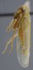 Habitus, lateral view: !! display not done !! on Chlorotettix (Chlorotettix) unicolor (Fitch, 1851): Lateral. Male. (Observation).