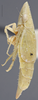 Habitus, lateral view on Dicyphonia plura Beamer, 1936: Lateral. Immature. Paratype. (Observation).