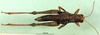 CollectionObject 1502325; 0770477c-803f-4021-a526-274c8f2f8fdb, DORSA BA000554S03: female, dorsal view (syntype). (CollectionObject).