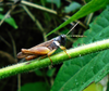 Eucoptacra anguliflava (Karsch, 1893): Male, lateral view of live specimen, from Ngutadjap in the South Cameroon Plateau. 05/2017. (Otu).