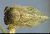 Euwalkeria Goding, 1926: _Euwalkeria_. (Otu).