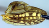 CollectionObject 1500545; 6389b533-5e55-4b41-aa08-9268f67ea488: male, left tegmen (holotype). (CollectionObject).