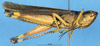 CollectionObject 1537579; d4df1c3d-aec2-4dac-99d8-39c263c46fda: female, lateral view (syntype of Parapleurus armillatus). (CollectionObject).