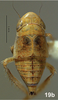 Habitus, dorsal view on Bretega furciverpa Stiller, 2017: Habitus, male, dorsal view. (Observation).