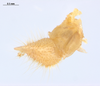 CollectionObject 1578298; 0c4ce193-a856-4a03-a665-592343d1b3e0: male, cercus and paraproct. (CollectionObject).