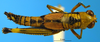 CollectionObject 1567401; e305e013-b331-4a55-84f9-9159868fe0b3: female, dorsal view (syntype). (CollectionObject).
