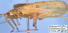 CollectionObject 1517048; 0d9b1e6a-8c5c-458d-81dc-6ab72d47012f: male, lateral view (holotype). (CollectionObject).