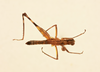 CollectionObject 2077587; 577eda87-e721-4890-963a-c807bb295da6, NHMUK016032830: Phryganomastax lehmanni (Descamps, 1971). Dorsal view. (CollectionObject).