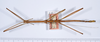 CollectionObject 1559025; f7d951c2-cb5f-48f5-9ad3-8b5196503370: copyright ANSP. male, dorsal view (holotype). (CollectionObject).