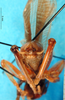 CollectionObject 1500129; d1d5b954-18e2-488a-9598-f042ad5af5ee: male abdomen tip, caudal view (syntype). (CollectionObject).