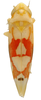 Habitus, dorsal view: Habitus (INHS collection). (Observation).