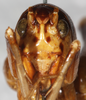 CollectionObject 1531294; fbe28d45-cd33-41f3-83e9-6911d6b896b3: male, frontal view (syntype). (CollectionObject).