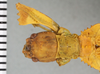 CollectionObject 1561225; 26a2b213-b116-4406-9dd7-a8a0fa79c27d: copyright ANSP. female, head and pronotum (holotype). (CollectionObject).