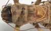 CollectionObject 1527098; efa9305f-2f9d-4000-809d-0ced1abfdcce: male pronotum and tegmina, dorsal view (holotype). (CollectionObject).