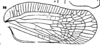 Forewing on Capistra montana Fennah, 1947: (Observation).