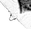 Hind wing.: Seventh marginal tubercle of A. gossypii. (Observation).