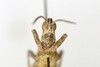 CollectionObject 1593077; 5d381ee4-ad6c-4f35-9add-0b47b54d11f9: male, frontal view (paratype). (CollectionObject).