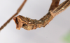 CollectionObject 1557027; 2d84b58d-d193-470f-adbf-475a1e62da5c: copyright MHNG Geneva. male: end of abdomen, lateral view (lectotype). (CollectionObject).