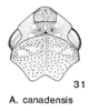 Head on Aphrophora (Plesiommata) canadensis Walley, 1928: (Observation).