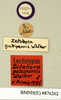 Homoeogamia mexicana Burmeister, 1838: Copyright Natural History Museum, London. Labels from lectotype (adult male) of synonym Zetobora guttipennis Walker, 1869 in BM(NH). (Otu).