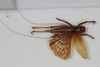 CollectionObject 1505584; bb760328-1585-49fd-9456-29092eb67567: female, dorsal view (syntype). (CollectionObject).