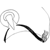 Pygofer, lateral view on Platymetopius (Platymetopius) safavii Dlabola, 1971: Pygofer appendages. (Observation).