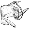 Pygofer, lateral view on Extrusanus oryssus Hamilton, 1995: Pygofer, lateral view (holotype). (Observation).