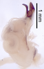 CollectionObject 1522825; acd5b3c7-da1a-4daa-927c-9946a1473a30: Male genitalia, lateral view (holotype). (CollectionObject).