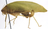 CollectionObject 1505653; a419e4d4-23d7-4d05-9f20-2603990a85e2: female, lateral view (probably syntype). (CollectionObject).