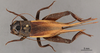 CollectionObject 2804203; FCE- GY 75, occurrenceID:- GY 75, e2e17a6d-4b93-49ed-86e4-fef59d09f3ec: (CollectionObject).