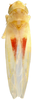 Habitus, dorsal view on Erythridula verdana (Ross & DeLong, 1953): Habitus (holotype, INHS collection). (Observation).